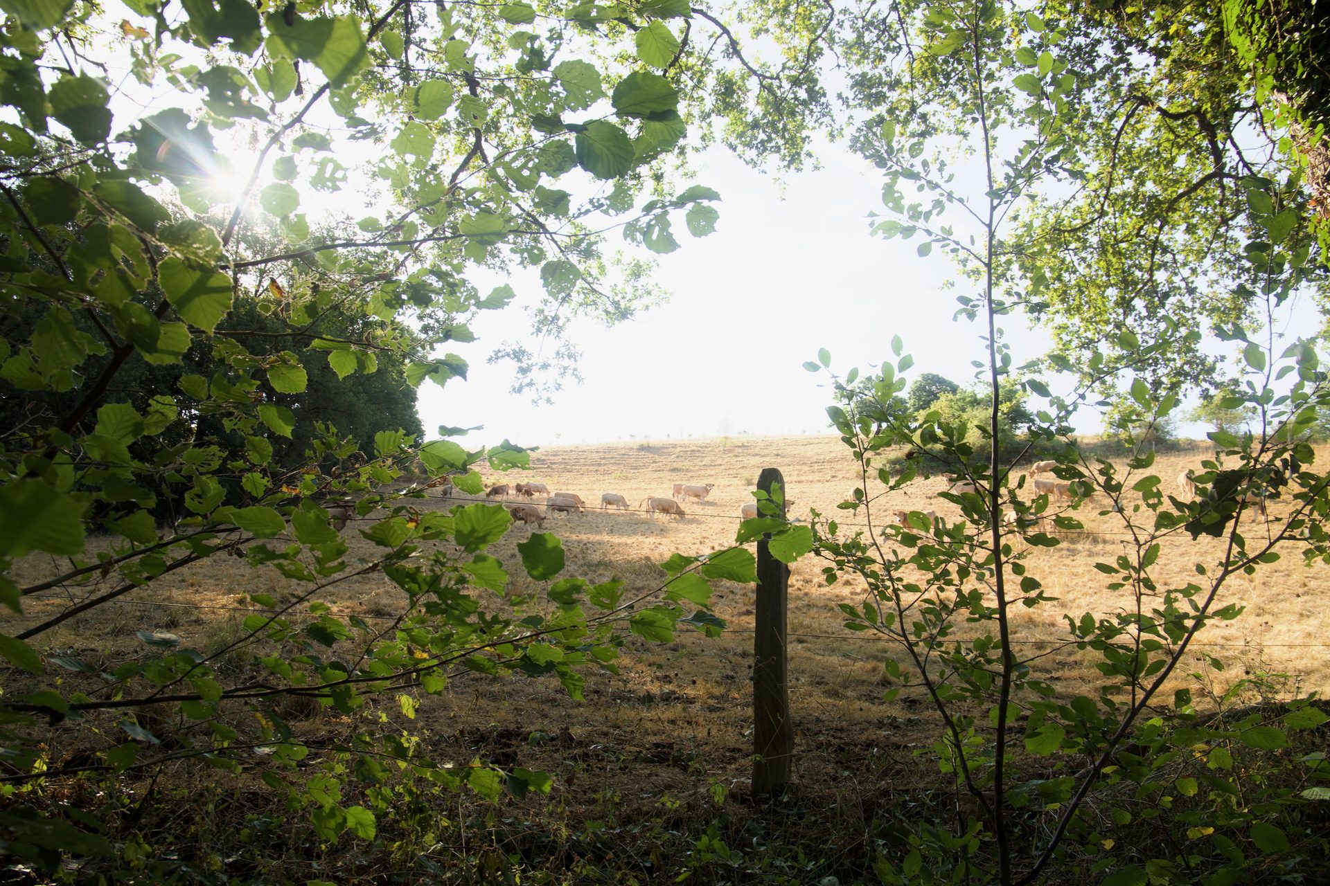 Le gîte de Laviale